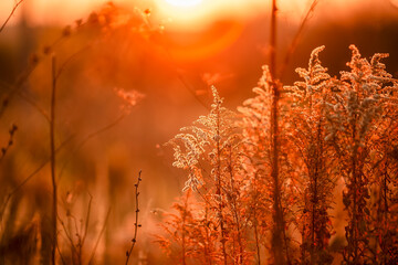 Obraz premium sunset in the field