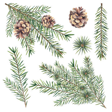 A set of fir branches with cones. Christmas tree. Coniferous trees, pine. Watercolor illustration. Holidays. Christmas and New Year 2025.