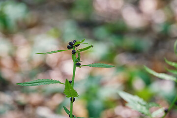 Cardamine pratensis, the cuckoo flower, lady's smock, mayflower, or milkmaids close-up in forest