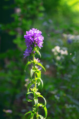 Blue blooming Campanula cervicaria, the bristly bellflower, close-up in the morning forest. A small fly flies to the delicate petals. Touching nature scene in the summer forest