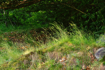 Green grass in the forest illuminated by the evening sun. Summer forest scene, calm mood of a summer evening
