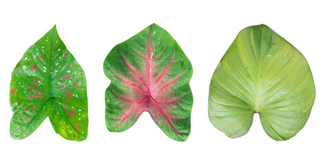 Caladium leaves isolated, kachu leaves isolated, Philodendron green leaves isolated, Green Leaves png