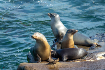 Portrait of sea lions in La Jolla cove, San Diego, California