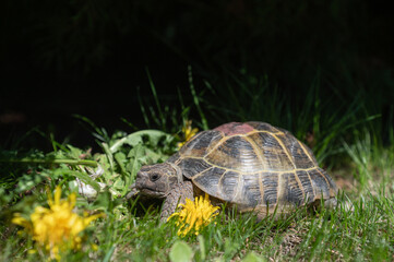 Portrait of an Exotic domestic turtle walking on the street and eating yellow flowers on the lawn.