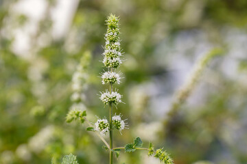 Mentha spicata var. crispa 'Moroccan', also known as Moroccan Mint. Close up on the flowers of this...