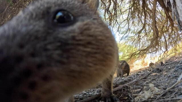 Curious Quokka is checking out the camera. Quokka licking on camera. A small kangaroo on the ground walking towards the camera. Funny and adorable quokkas on Rottnest Island, Western Australia. 