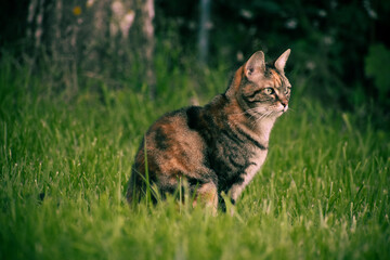 Chat tigré assis dans l'herbe