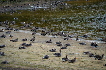 Geese colony in Eccup reservoir AKA The Geese Beach, Leeds, United Kingdom