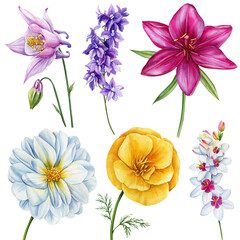 Wildflower on an isolated white background, watercolor illustration flower, lily, dahlia, poppy and bluebell. Floral set