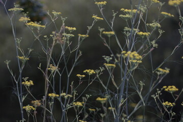 flowers in the grass