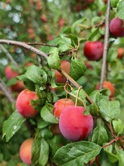 Mirabelle, wild; Kirschpflaume