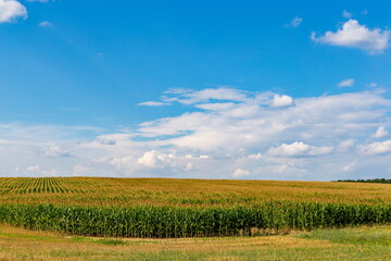 Corn field plantation with blue sky