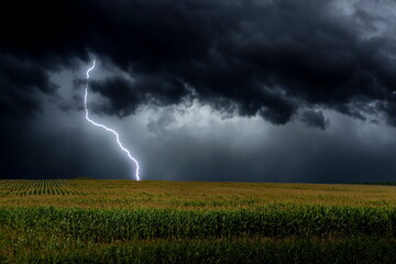 Lightning over corn field