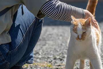 猫を撫でる　茶トラ白