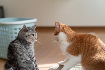 ケンカする二匹の猫
