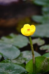 Yellow and red taiwanese water lily (Nuphar shimadae Hayata) on water surface with green leaves