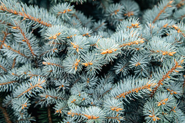 Branches of a pine tree close-up, short needles of a coniferous tree.