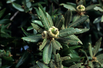 Quercus coccifera, Chêne kermes