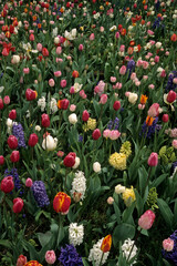 Tulipa, Tulipe, Hyacinthus x , Jacinthe