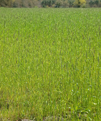 Secale cereale, Seigle