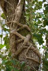 Hedera helix, Lierre