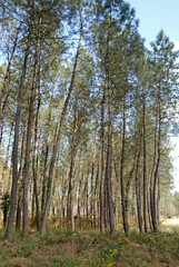 Pinus maritima, Pin maritime, Foret Landaise, 40, Lande, France