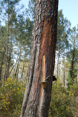 Pinus maritima, gemmage, récolte de la résine, Pin maritime, Foret Landaise, 40, Landes, France