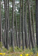 Pinus maritima, Pin maritime, Foret Landaise, 40, Lande, France