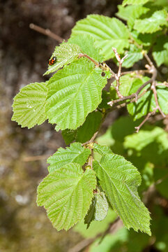 Alnus glutinosa, Aulne glutineux