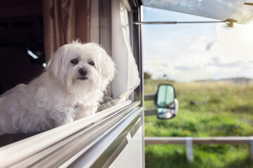 Dog on vacation looking out of camper van or motorhome window - obrazy, fototapety, plakaty