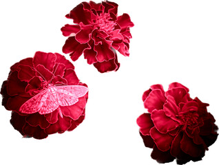 red carnation flower - obrazy, fototapety, plakaty