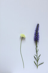 wild flowers on a white paper background
