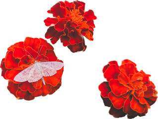 Fototapeta red hibiscus flower obraz