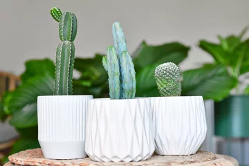 Crédence de cuisine en verre imprimé Cactus Different small cacti houseplants in flower pots on table in living room