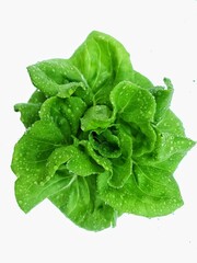 Rich fresh green lettuce after the rain