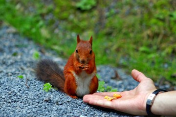 Squirrel eats from hands in the park
