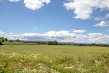 Summertime Landscape with sky