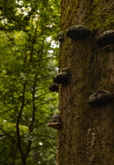 Polypore on the bark of the tree in the forest.