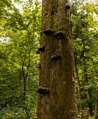 Polypore on the bark of the tree in the forest.
