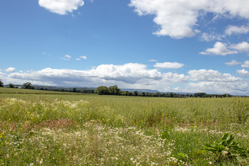 Field of grass and blue sky in the summertime