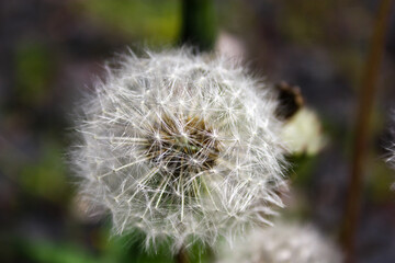 Obraz premium close-up photo of the flower