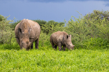 Fototapeta premium Nashorn Mama mit Kalb