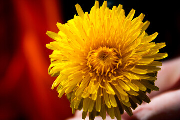 close-up photo of a dandelion
