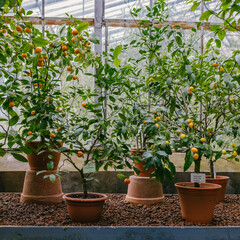 Fototapeta na wymiar Tangerines in botanical garden