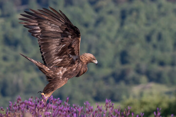 Golden eagle among flowers (Aquila chrysaeto)