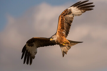 Red kite (Milvus milvus) in the wild