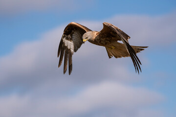 Red kite (Milvus milvus) in the wild
