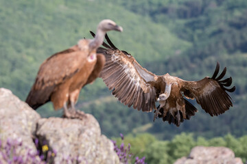 Eurasian griffon vulture (Gyps fulvus) in the wild