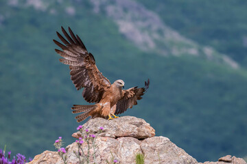 Red kite (Milvus milvus) in the wild