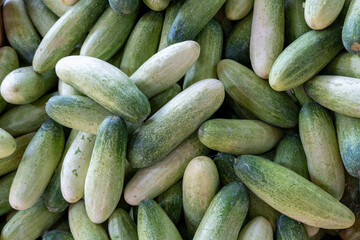 A photo from above of a pile of freshly harvested fresh cucumbers